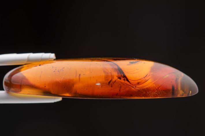 a side view of a flattish piece of amber fossilizing two termites