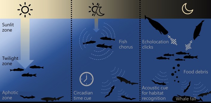 A diagram explaining how deep-sea sound travels from the surface to the depths