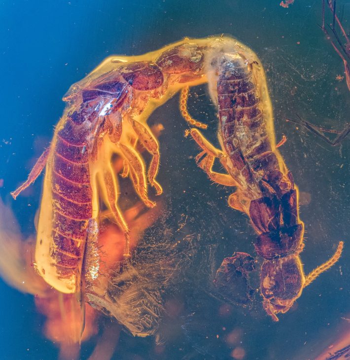 two termites fossilized in amber, with the larger female on the left touching the smaller male on the right