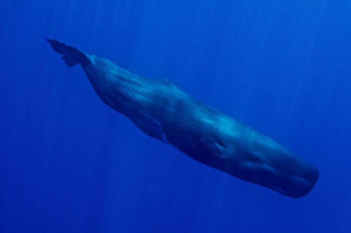 A big blue sperm whale swims in Dominica