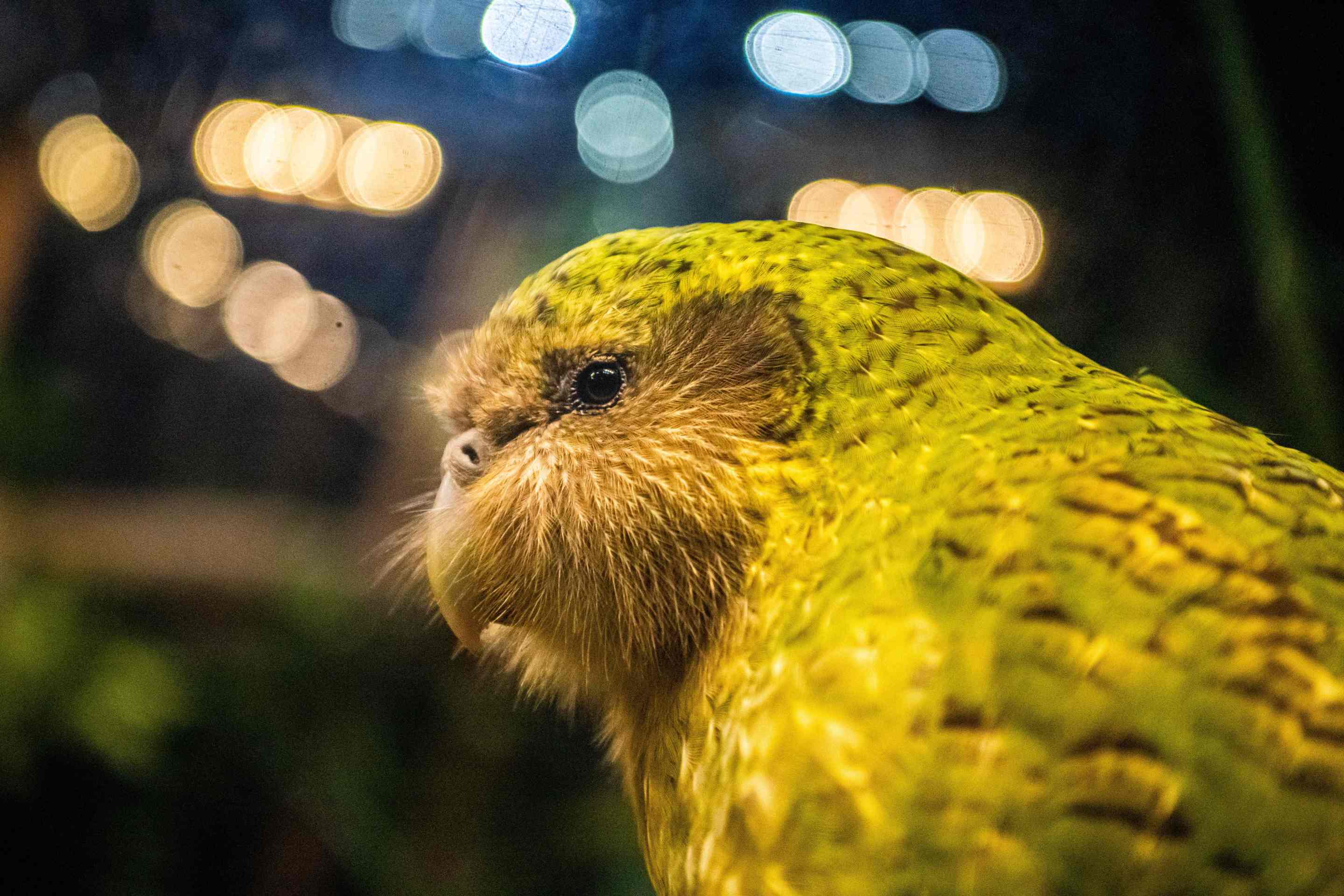 a Kakapo named Sirocco exhibited at the Orokonui Ecosanctuary in Dunedin, New Zealand