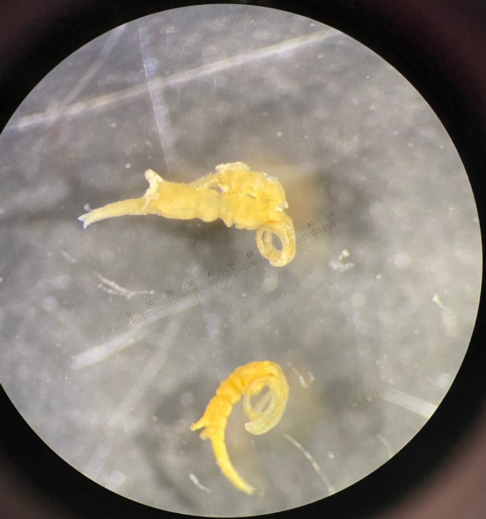 A microscopic view of two parasitic copepods, which look like yellowish minimalistic shrimp
