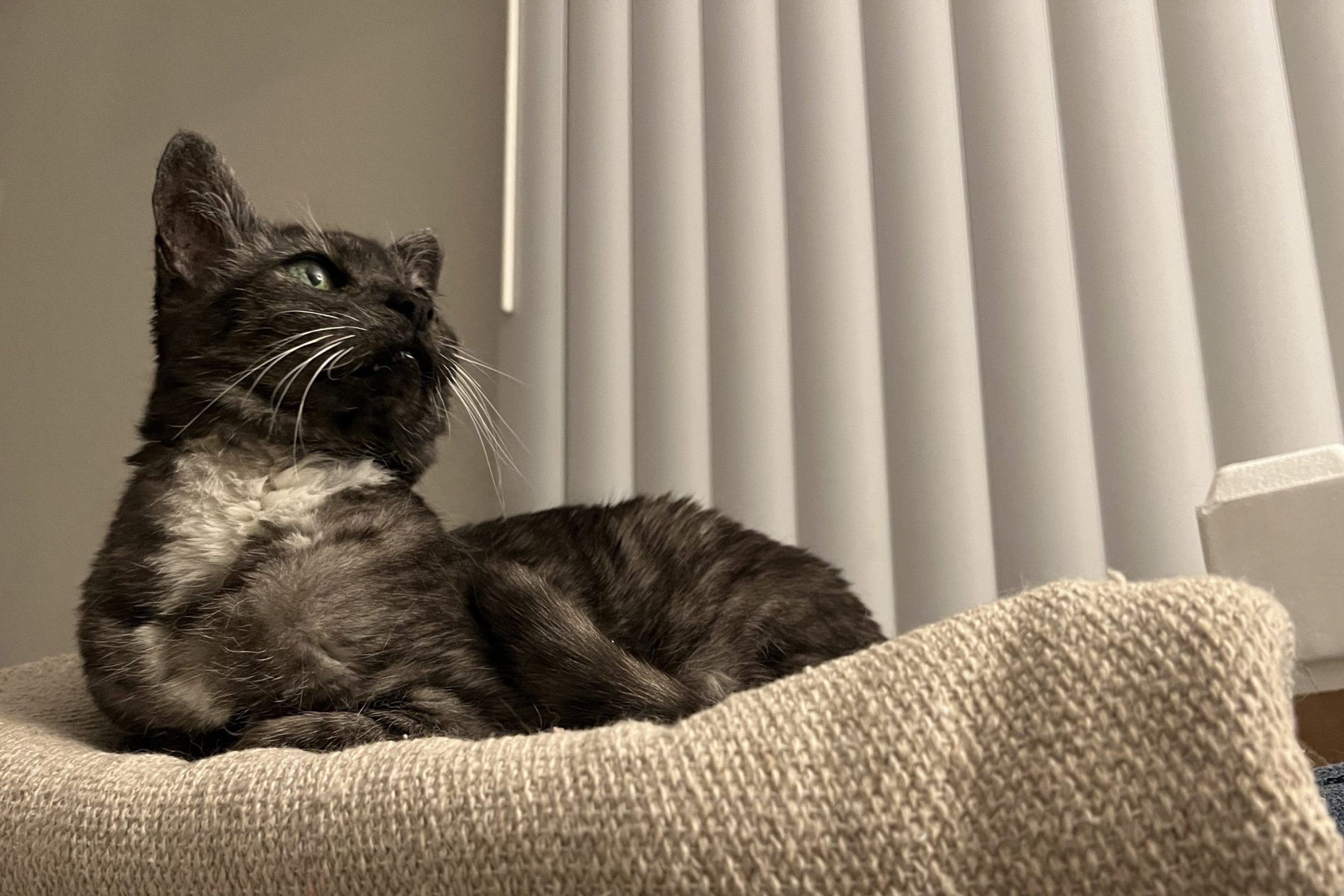 A photo of Lilly the cat. She's smokey with black and white coloring, a little white bib, and green eyes. She's sitting atop a blanket atop our couch looking quite regal.