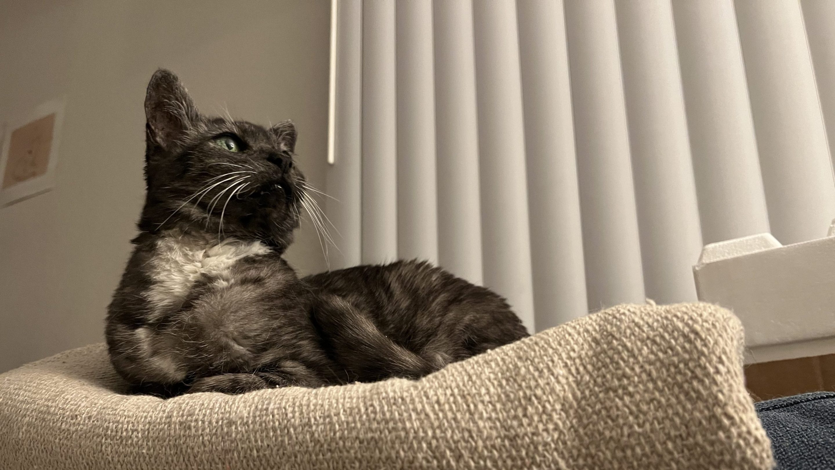 A photo of Lilly the cat. She's smokey with black and white coloring, a little white bib, and green eyes. She's sitting atop a blanket atop our couch looking quite regal.