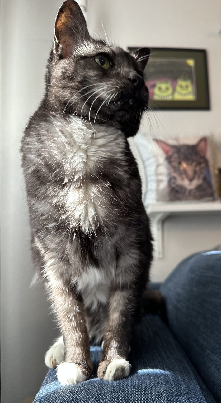 Lilly the cat sitting on the back of our sofa. She's sitting up very tall and looking quite brave!