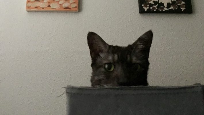 Lilly the cat peeks her head out from a box.