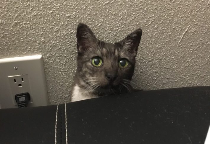 A photo of Lilly the cat poking her heard out from behind some furniture.