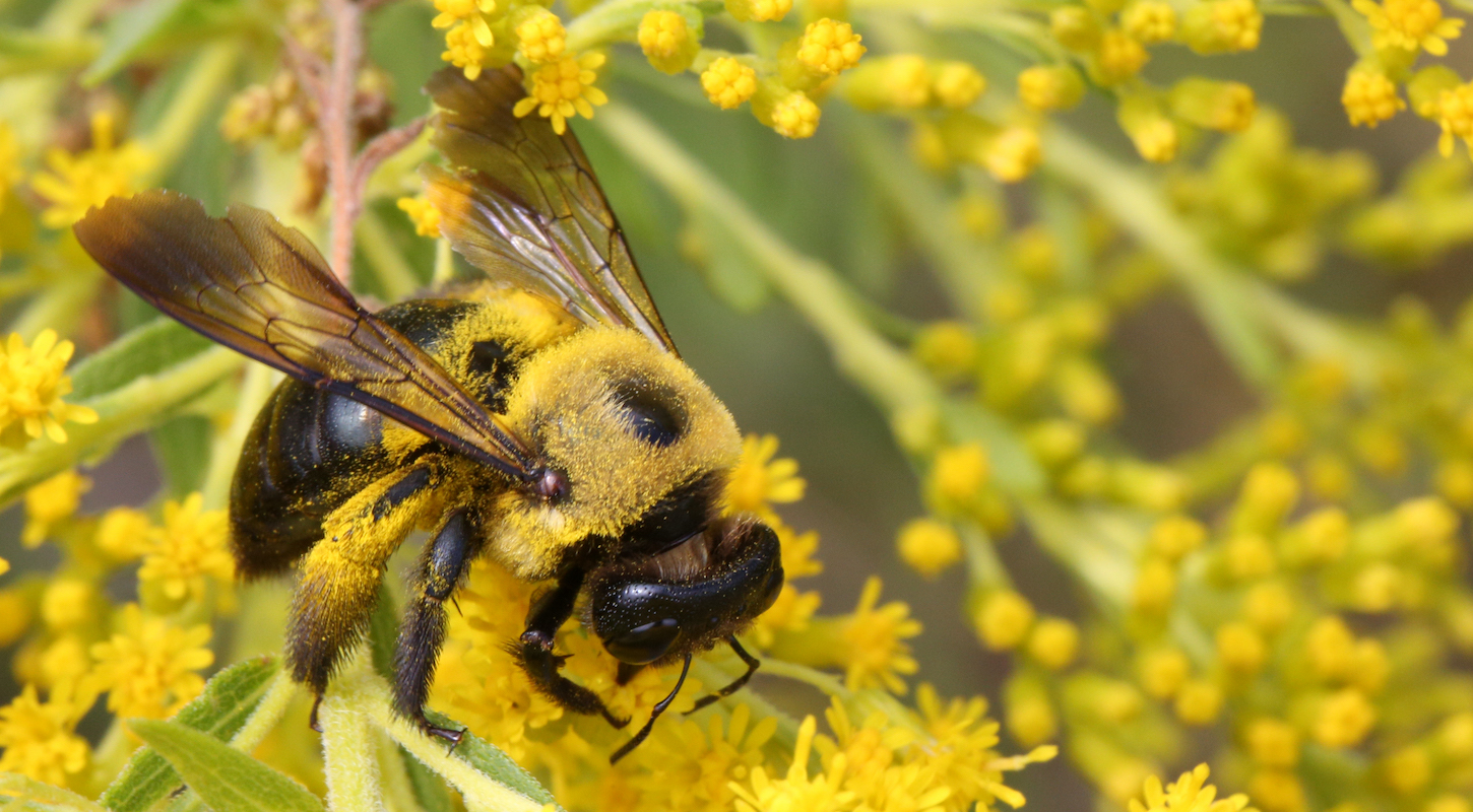 Eastern carpenter bee (Xylocopa virginica) collects pollen from a flowering goldenrod plant in Markham, Ontario, Canada, on September 03, 2023.