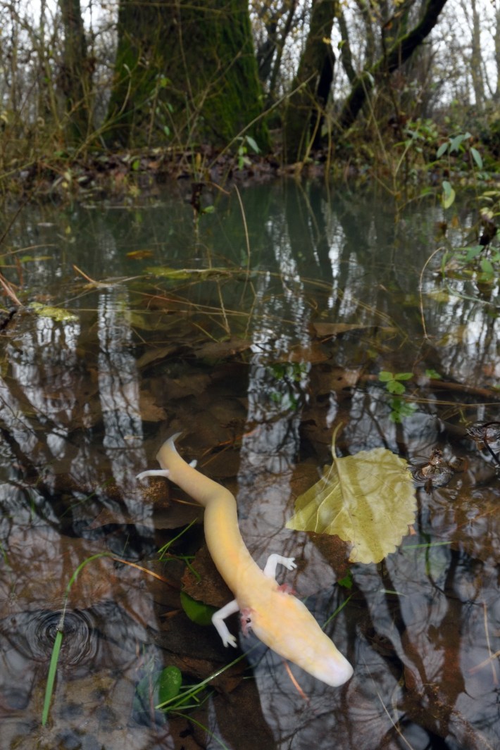 A photo of a blind cave salamander called an olm, which is eyeless, noodle-like and pale pink, in a shallow pool at the surface