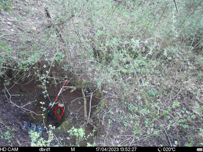 a bird's-eye view of a spring at the surface, with a red circle around the tiny, pale silhouette of an olm