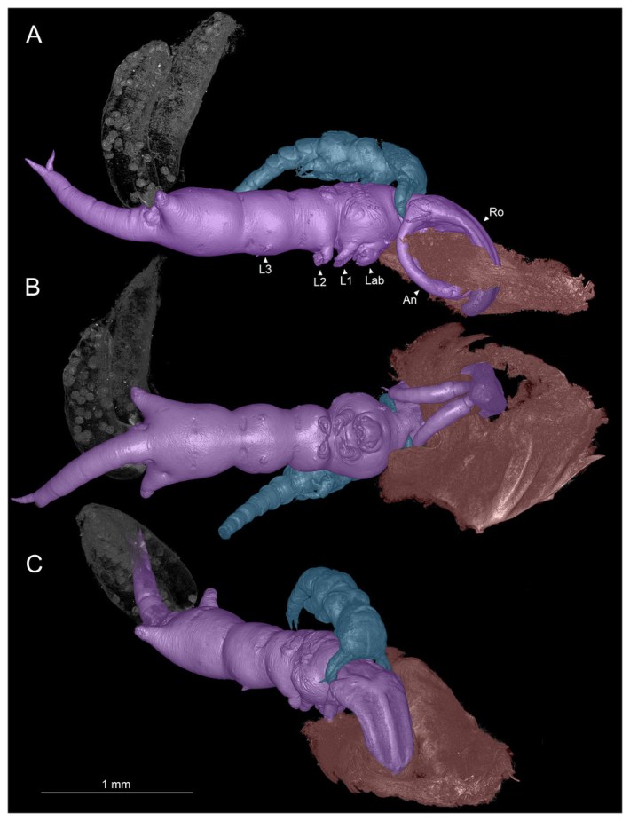 micro CT scans of a parasitic copepod called Shiinoa inauris