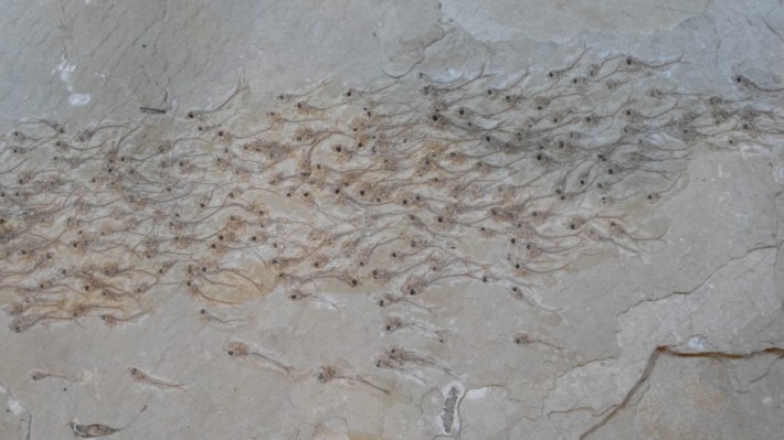 a fossilized school of fish on a slab of limestone