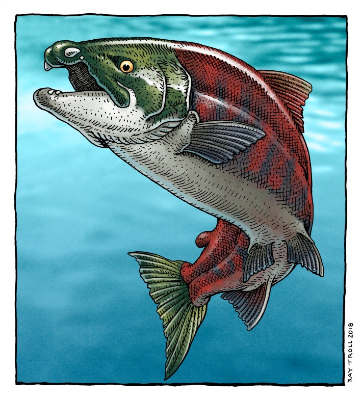 an illustration of the extinct spike-toothed salmon
