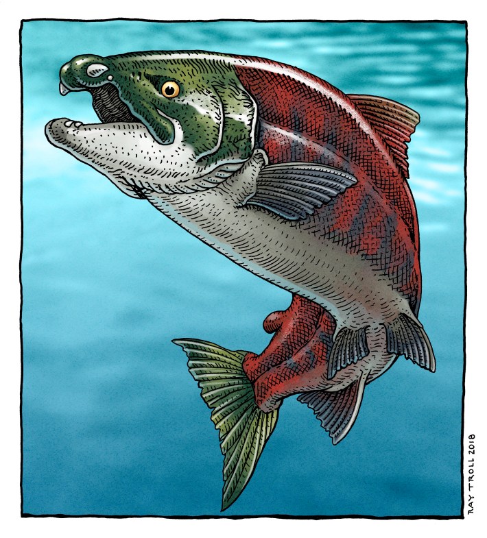 Illustration of an extinct toothed salmon