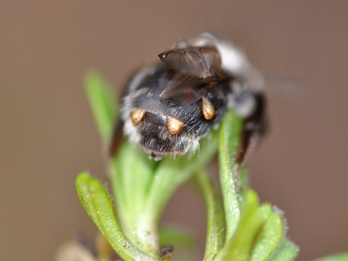 a photo of the endoparasitic insect Stylops protruding from the abdomen of an Andrenid bee