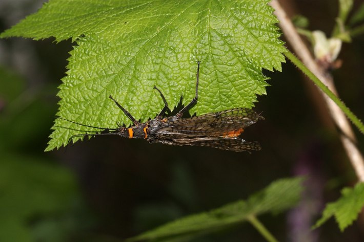 a salmonfly, a kind of stonefly, on a thimbleberry leaf
