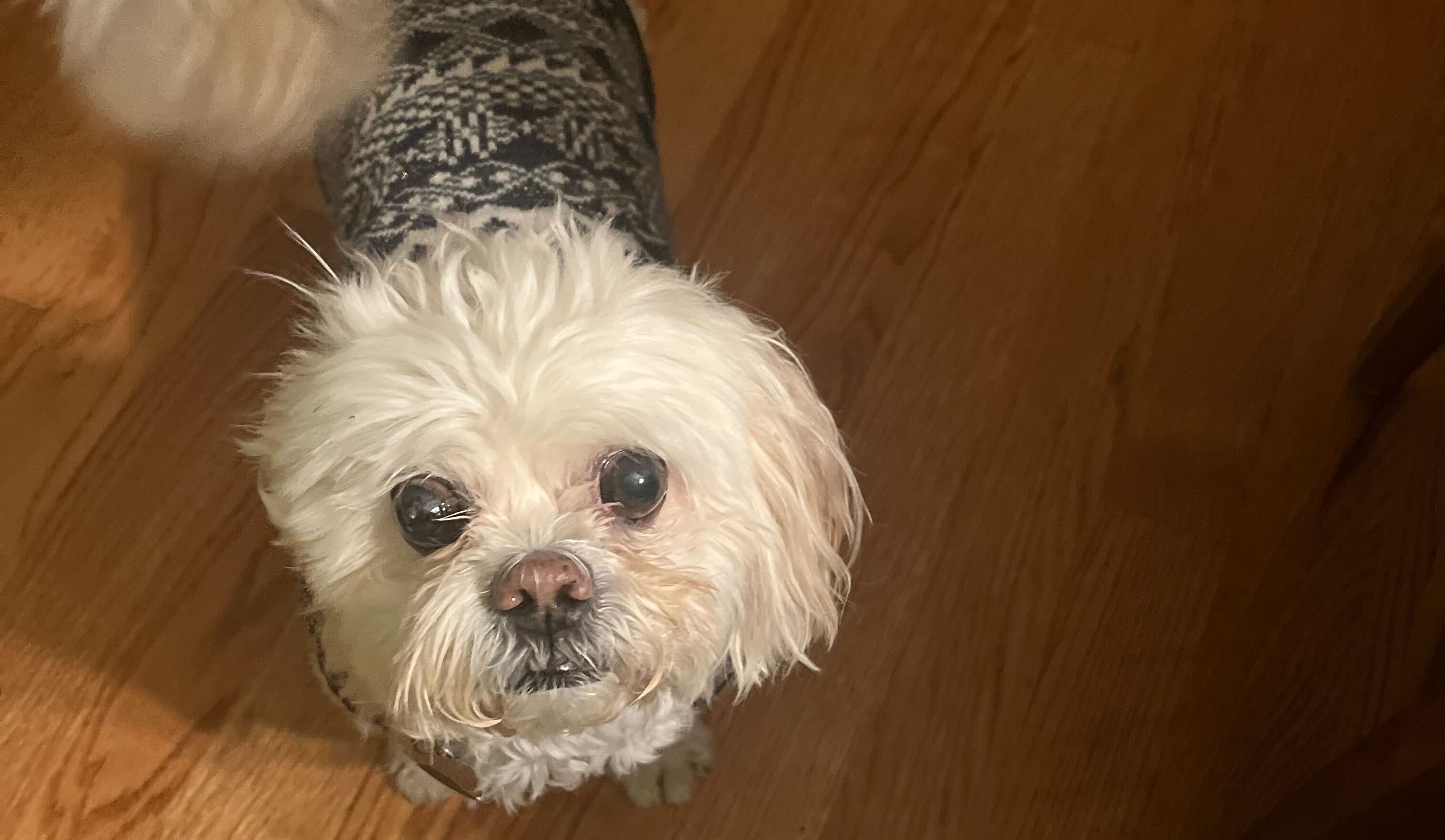 Carter the sweater-wearing dog