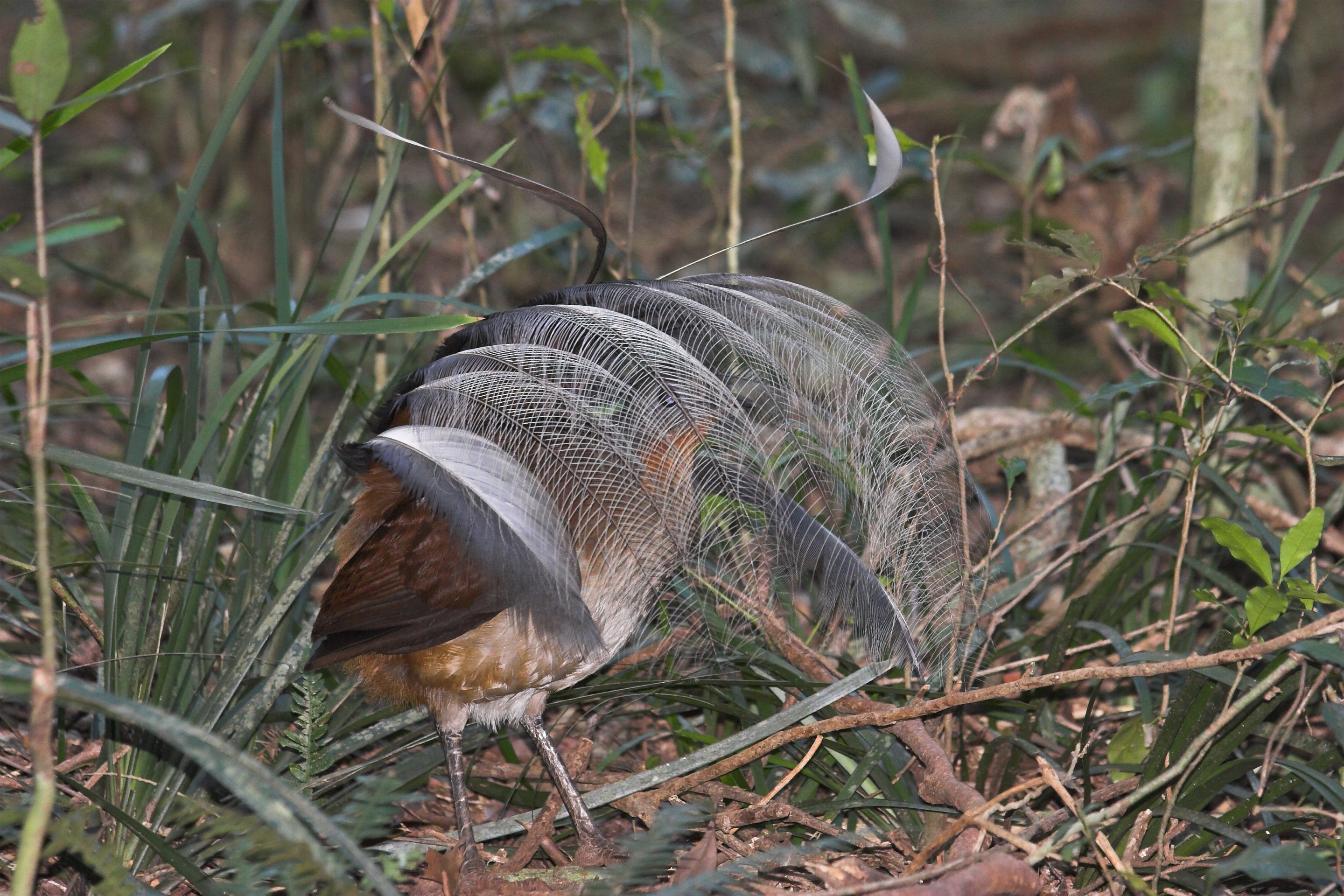 A male albert's lyrebird, which is a brown bird, with its extravagant tail feathers flipped over his head