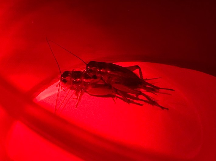 crickets mating under red light
