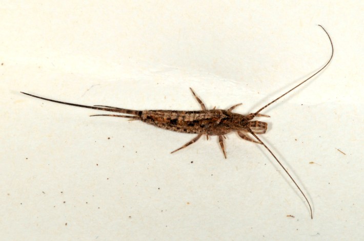 an insect called a jumping bristletail in the genus Lepismachilis