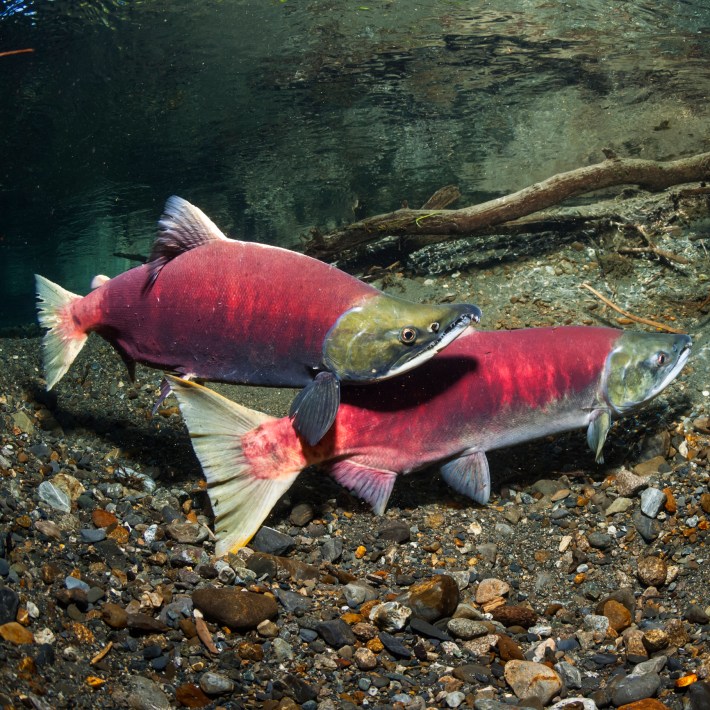 붉은연어(Oncorhynchus nerka)라고도 알려진 수컷 붉은연어가 여름 동안 알래스카 개울에서 암컷과 교차합니다.