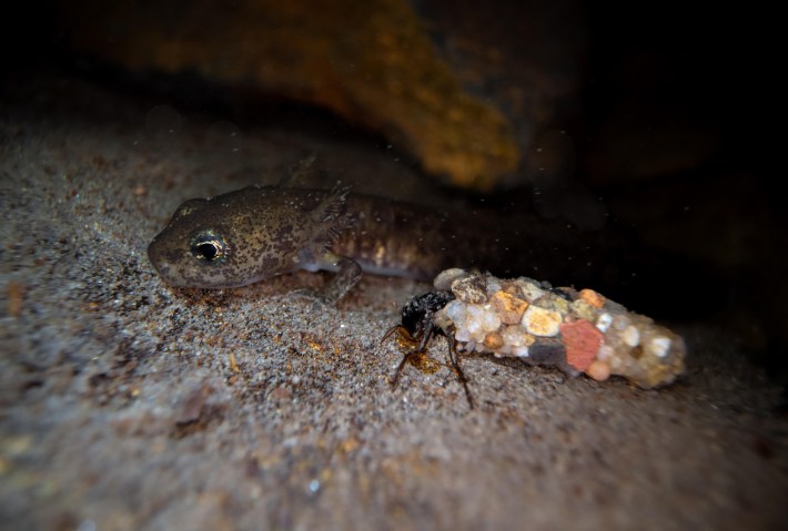 Fire salamander (Salamandra salamandra), larva on stone at the bottom of a water body in spawning waters, next to caddisfly (Trichoptera) larva, underwater photo