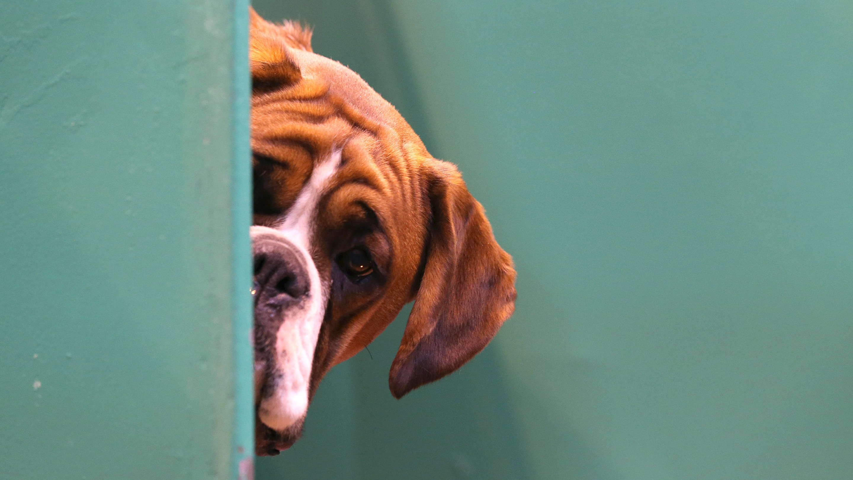 BIRMINGHAM, ENGLAND - MARCH 06: A Boxer dog looks out from its kennel on first day of Crufts dog show at the NEC on March 6, 2014 in Birmingham, England. Said to be the largest show of its kind in the world, the annual four-day event, features thousands of dogs, with competitors travelling from countries across the globe to take part. Crufts, which was first held in 1891 and sees thousands of dogs vie for the coveted title of 'Best in Show'. (Photo by Matt Cardy/Getty Images)
