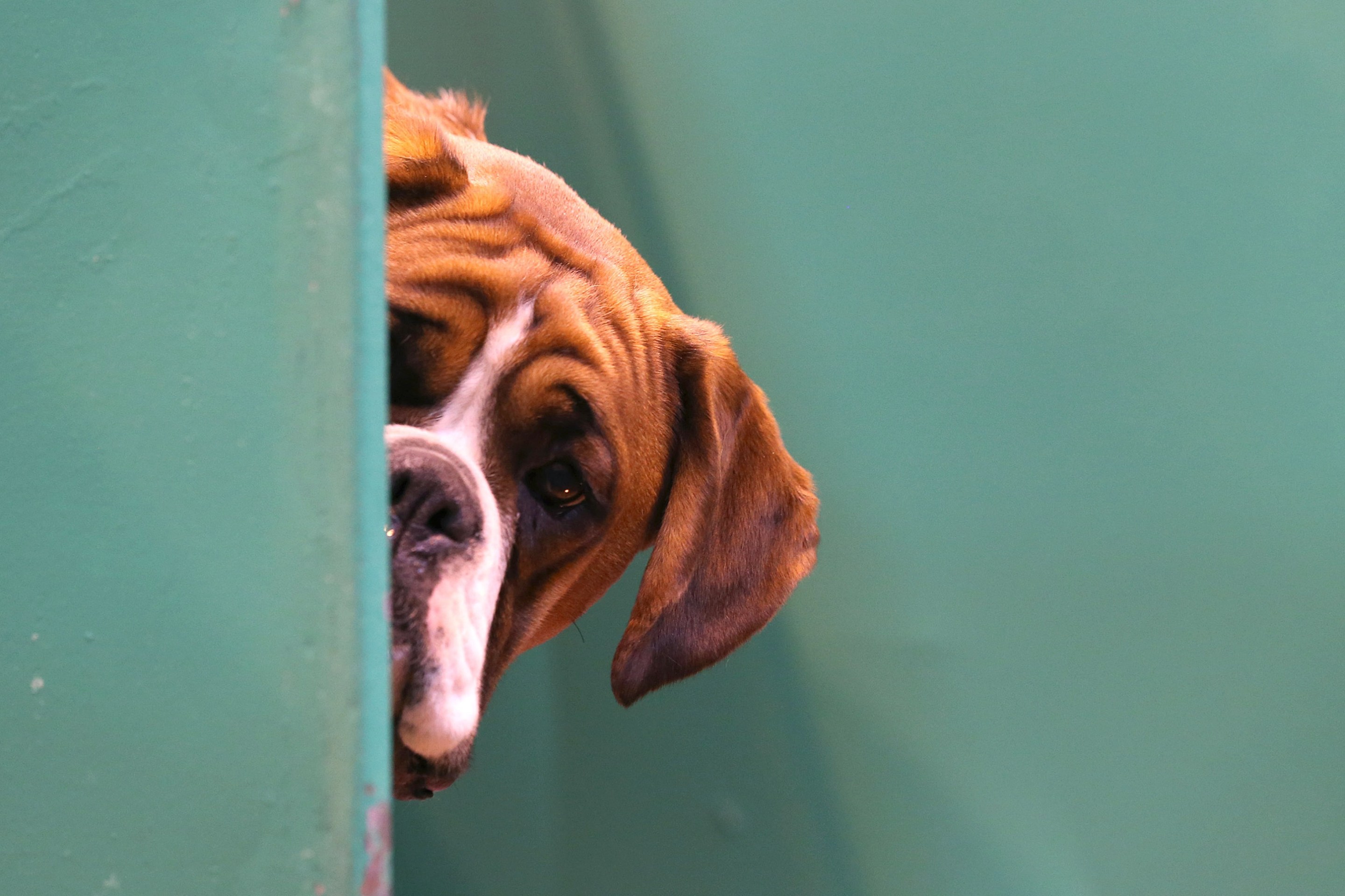 BIRMINGHAM, ENGLAND - MARCH 06: A Boxer dog looks out from its kennel on first day of Crufts dog show at the NEC on March 6, 2014 in Birmingham, England. Said to be the largest show of its kind in the world, the annual four-day event, features thousands of dogs, with competitors travelling from countries across the globe to take part. Crufts, which was first held in 1891 and sees thousands of dogs vie for the coveted title of 'Best in Show'. (Photo by Matt Cardy/Getty Images)