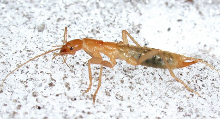 One of the world's rarest and least understood insects, a grylloblattid ice crawler (Grylloblatta sp.). Photographed live at night on an ice field