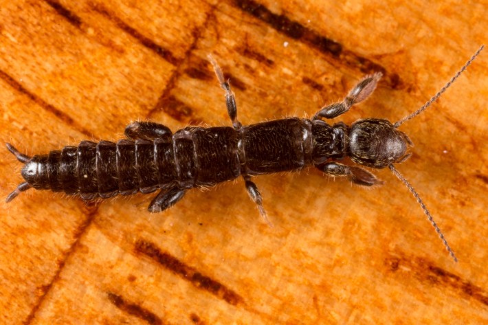 a long dark segmented insect webspinner of the species Metoligotoma tasmanica