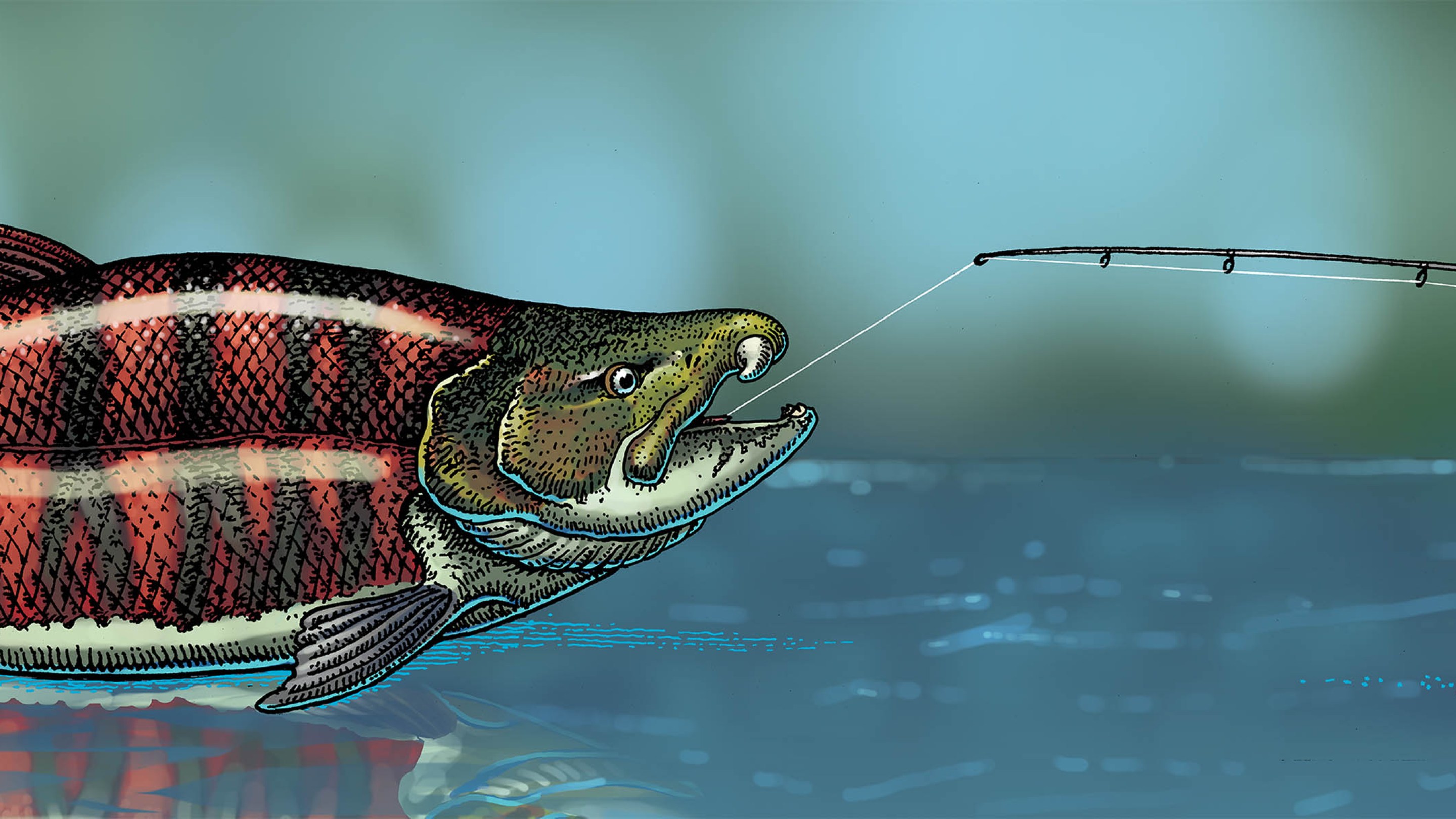 an illustration by Ray Troll depicting a gigantic spike-toothed salmon overpowering a fisherman
