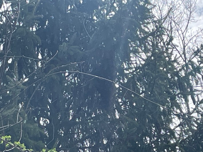 A poor photograph of a huge mass of honeybees hanging from the branch of a tree.