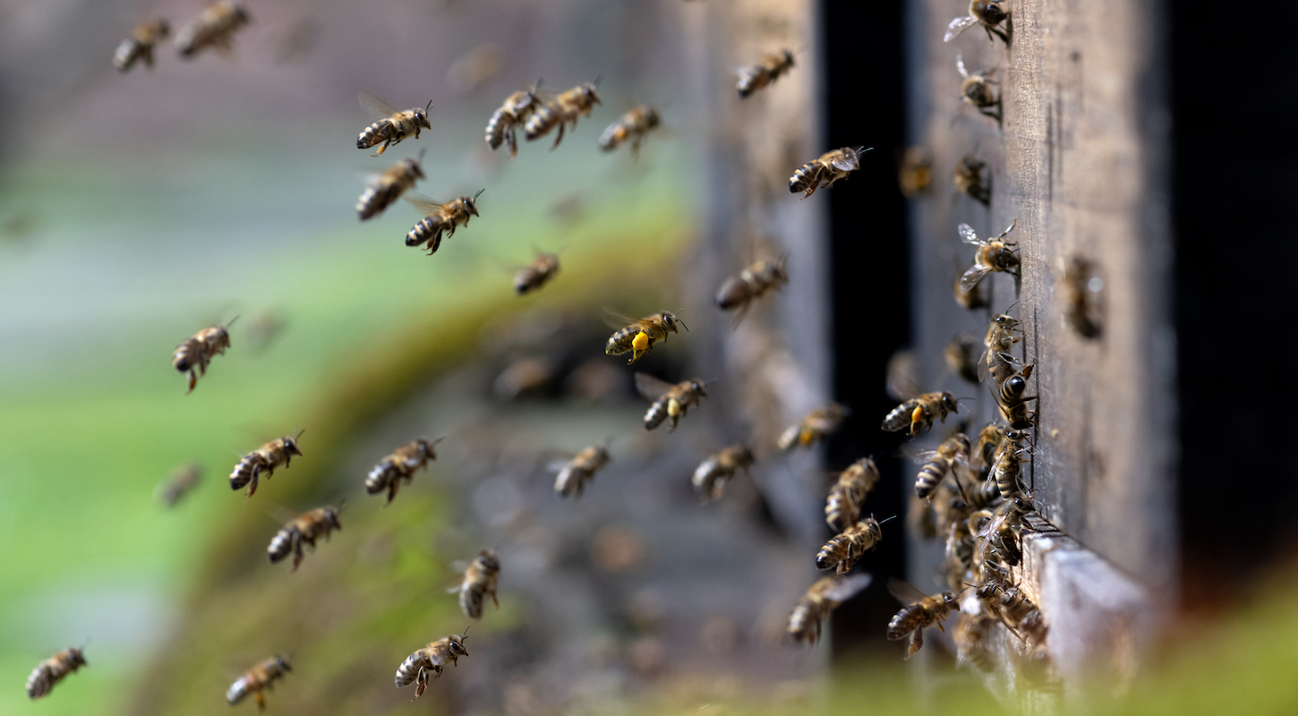 Honeybees approach a beehive in Germany.