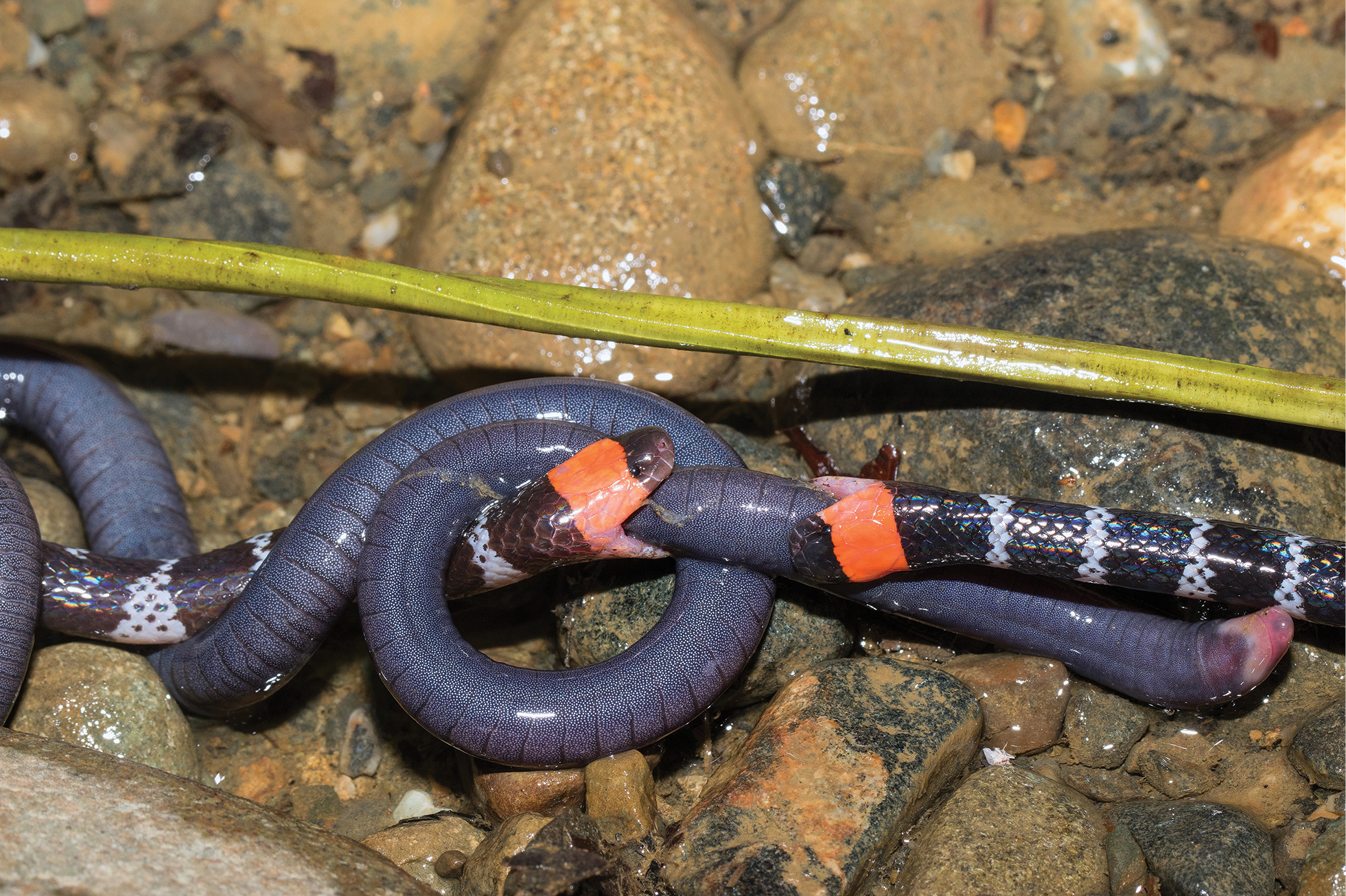 Two coral snakes in a tug-of-war over a worm lizard called a caecilian