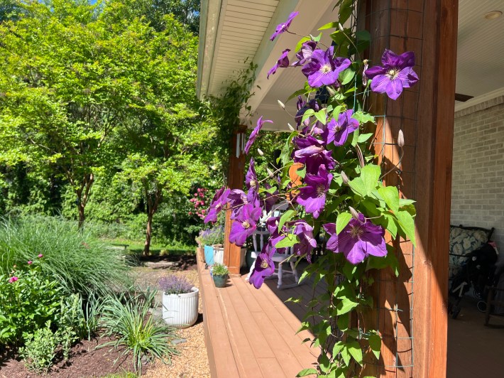 Clematis climbs my porch.