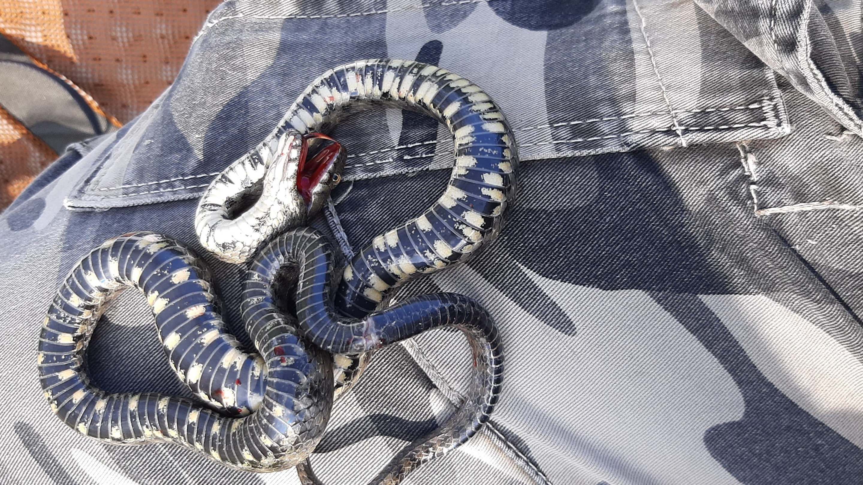 a dice snake feigning death on top of a camouflage piece of clothing