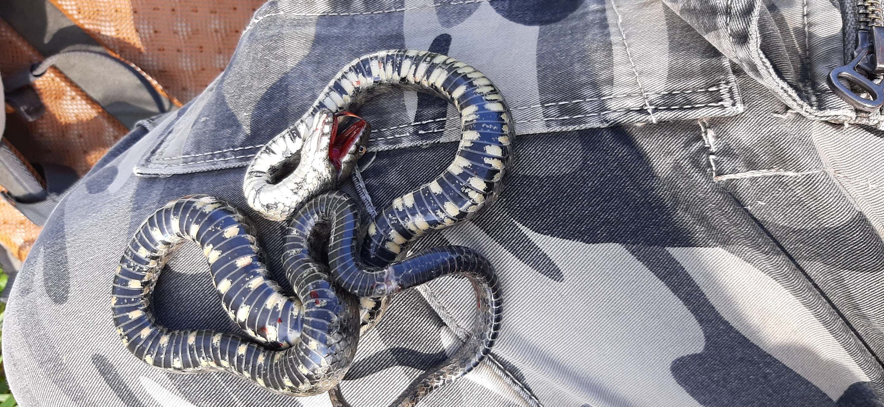 a dice snake feigning death on top of a camouflage piece of clothing
