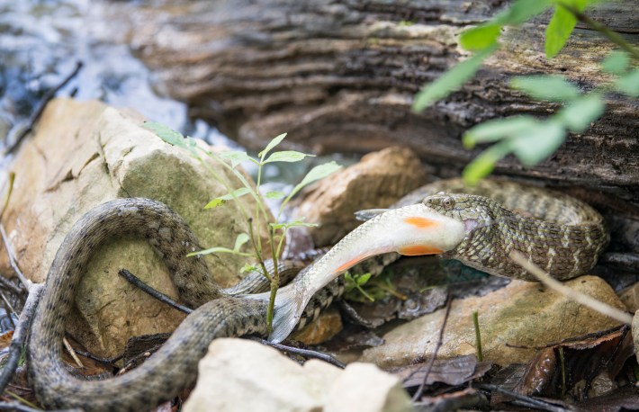 a Dice Snake (Natrix Tessellata) eating a Trout fish, Plitvice Lakes National Park, Croatia