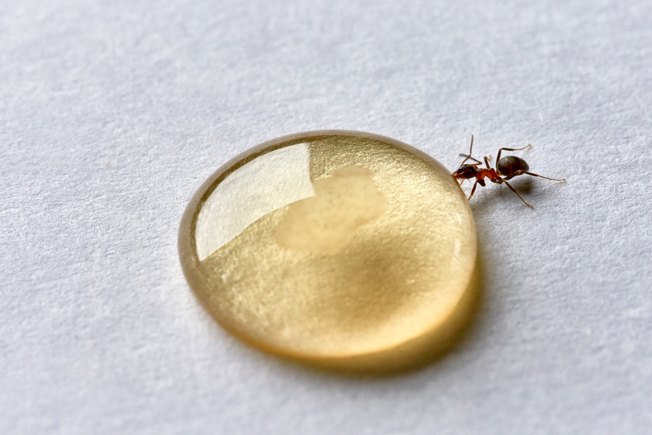 A single ant eating a drop of honey on a white background