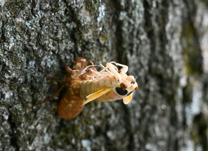 A Magicicada periodical cicada nymph is clinging to its discarded exuvia in the final stage of molting before the hardening of the new exosceleton in Rock Creek Park in Washington, DC on May 19, 2021.