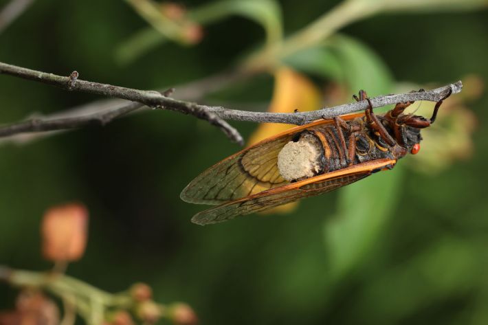 A Brood X cicada with a yellow fungal plug