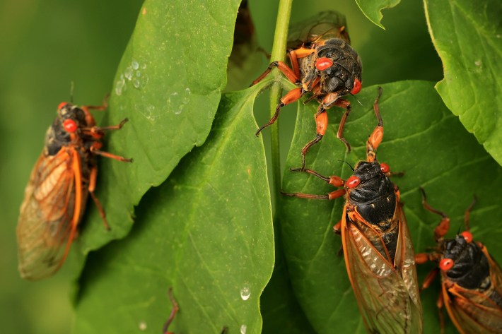 Magicicada periodical cicadas, members of Brood X, cluster on a plant at Fairland Recreational Park June 01, 2021 in Burtonsville, Maryland