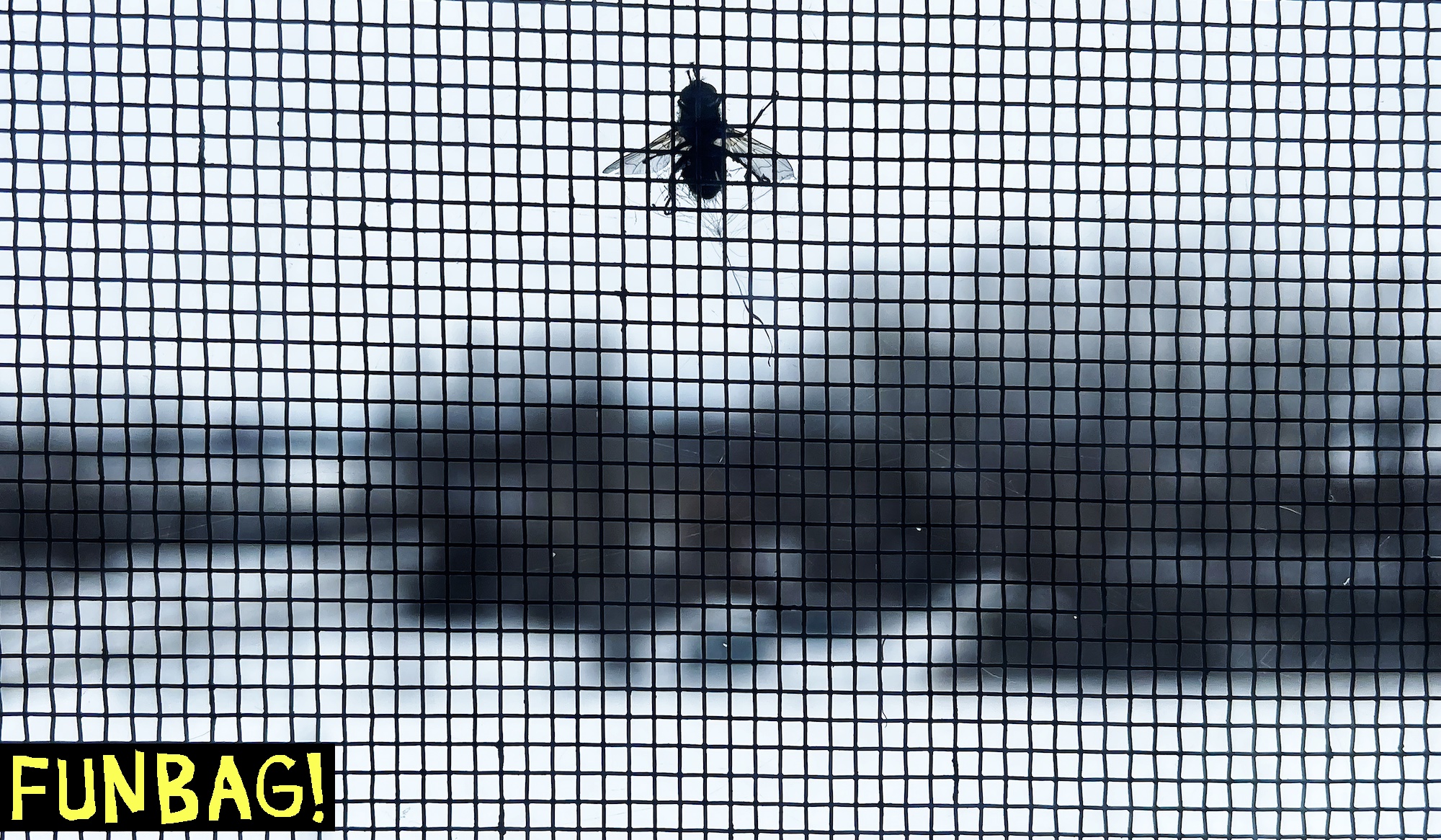 Green Bay, WI - December 18: A frozen fly on a window screen in a Green Bay hotel. (Photo by Stan Grossfeld/The Boston Globe via Getty Images)
