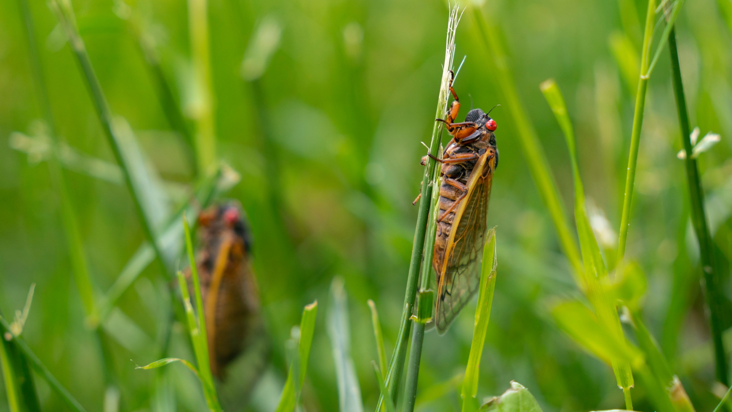 Brood XIX cicadas hold onto blades of grass on the campus of the University of North Carolina