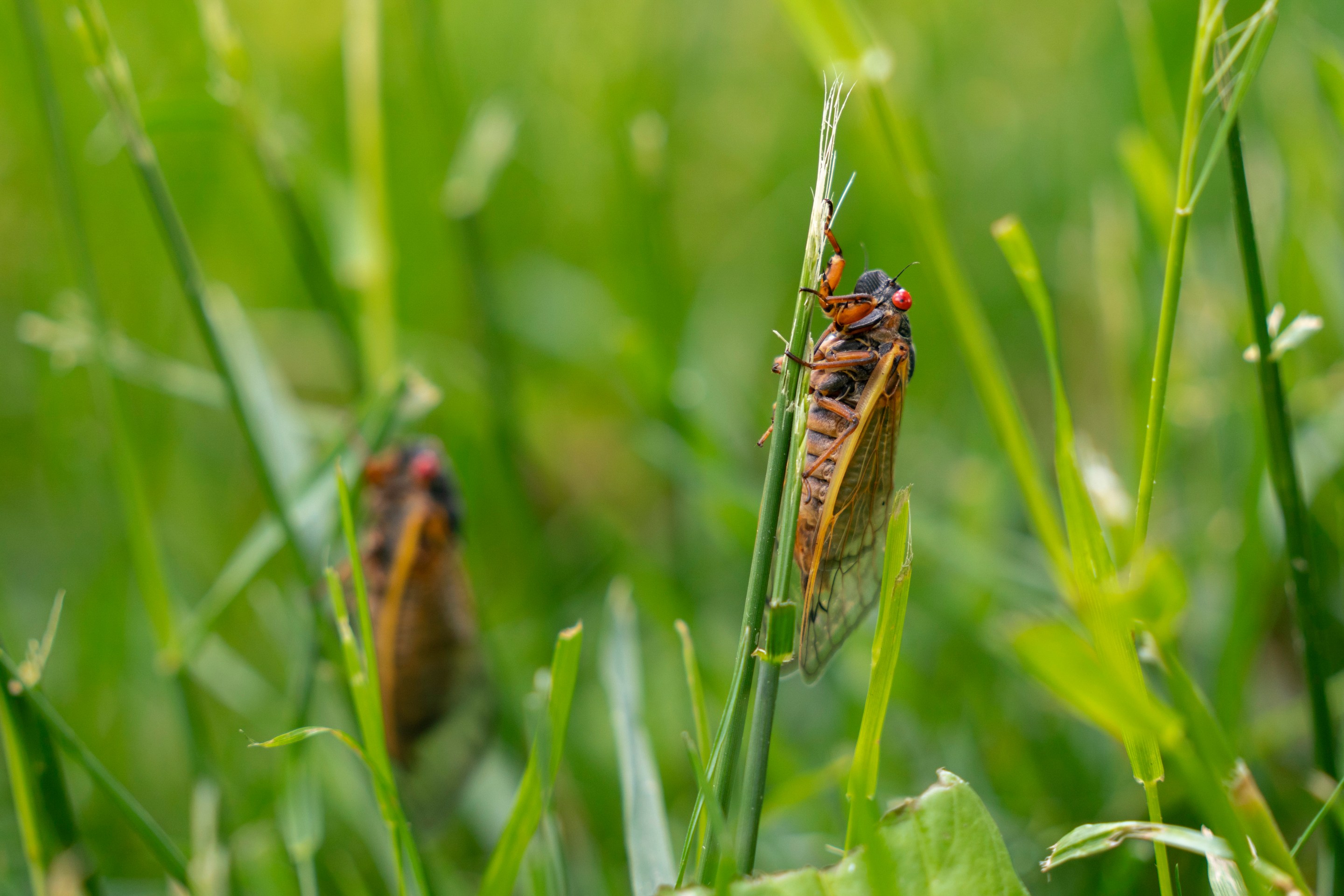 Brood XIX cicadas hold onto blades of grass on the campus of the University of North Carolina