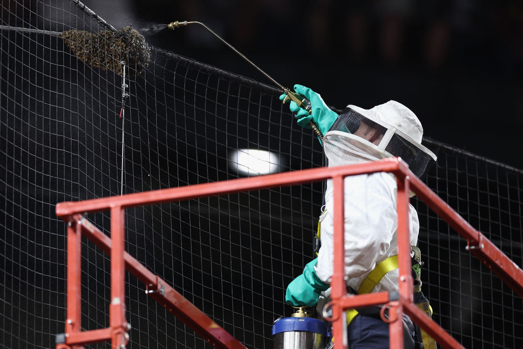 Beekeeper Matt Hilton removes a colony of bees that formed on the net behind home plate during a delay to the MLB game between the Los Angeles Dodgers and the Arizona Diamondbacks at Chase Field on April 30, 2024 in Phoenix, Arizona
