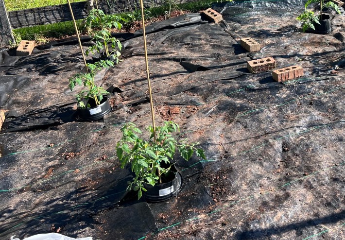 Tomato plants installed.