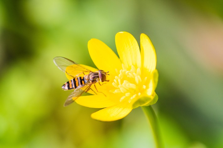 An orange and black striped marmalade hoverfly pollinating a yellow flower