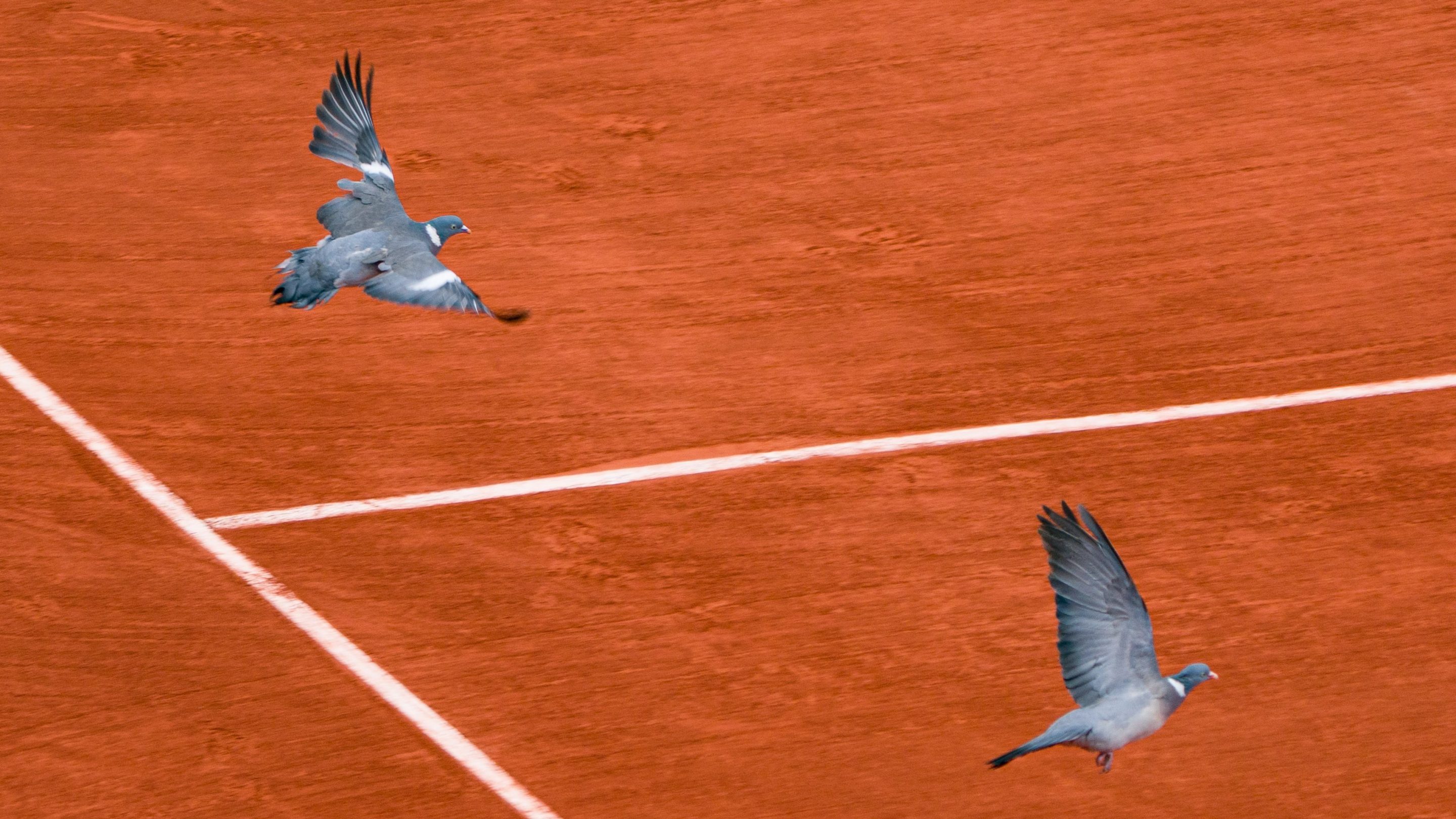 Pigeons disrupt play at the French Open