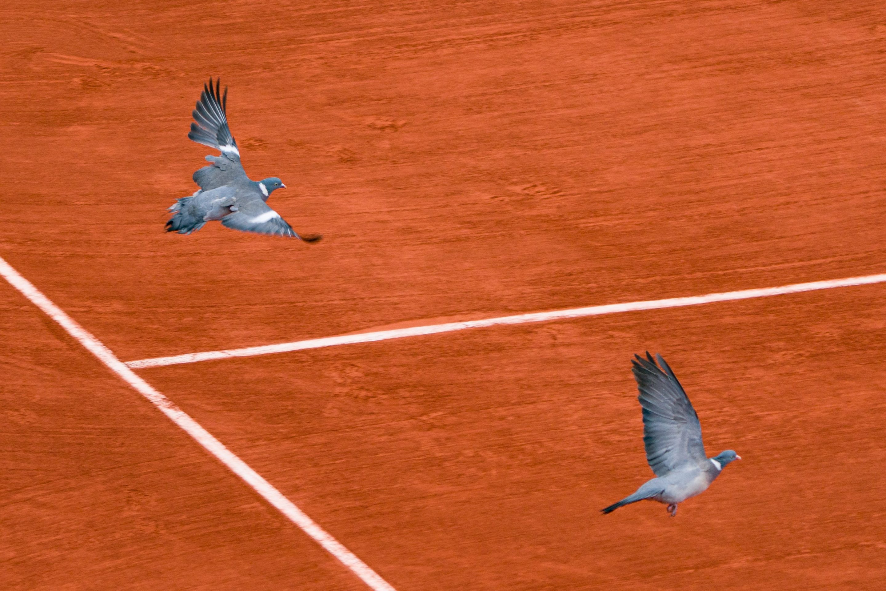Pigeons disrupt play at the French Open